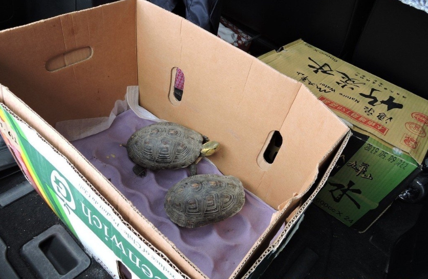 保七總隊日前查獲花蓮一家燒烤店違法飼養保育類食蛇龜。 保七總隊/提供