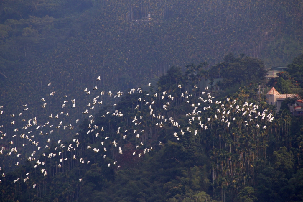 嘉義縣梅山鄉太興村的「萬鷺朝鳳」，是成千上萬隻黃頭鷺南遷的壯麗景觀。 嘉義縣政府/提供