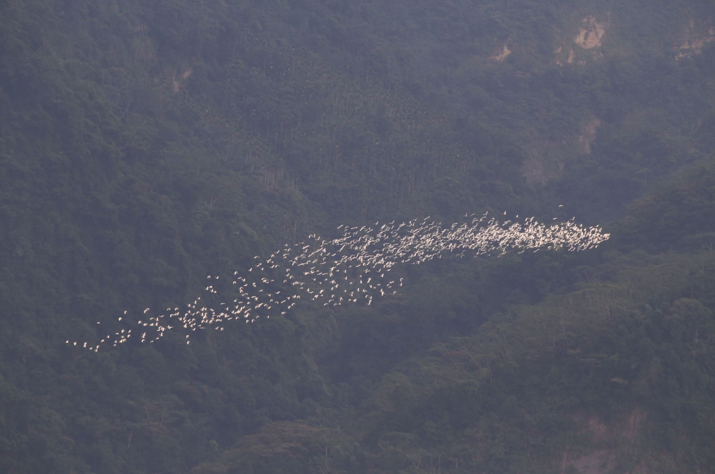 數百隻黃頭鷺盤旋空中時，數次變換隊形的精彩畫面，宛如翱翔天際的小白龍。 嘉義縣政府/提供