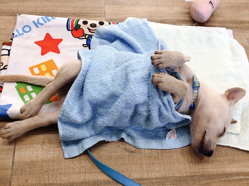 新北市鼻頭國小新任校犬「AKI」在學校內過著舒適的生活。 新北市動保處/提供