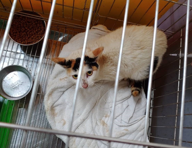 獲救的貓咪安置在五股動物之家開放認養。 新北市動保處/提供