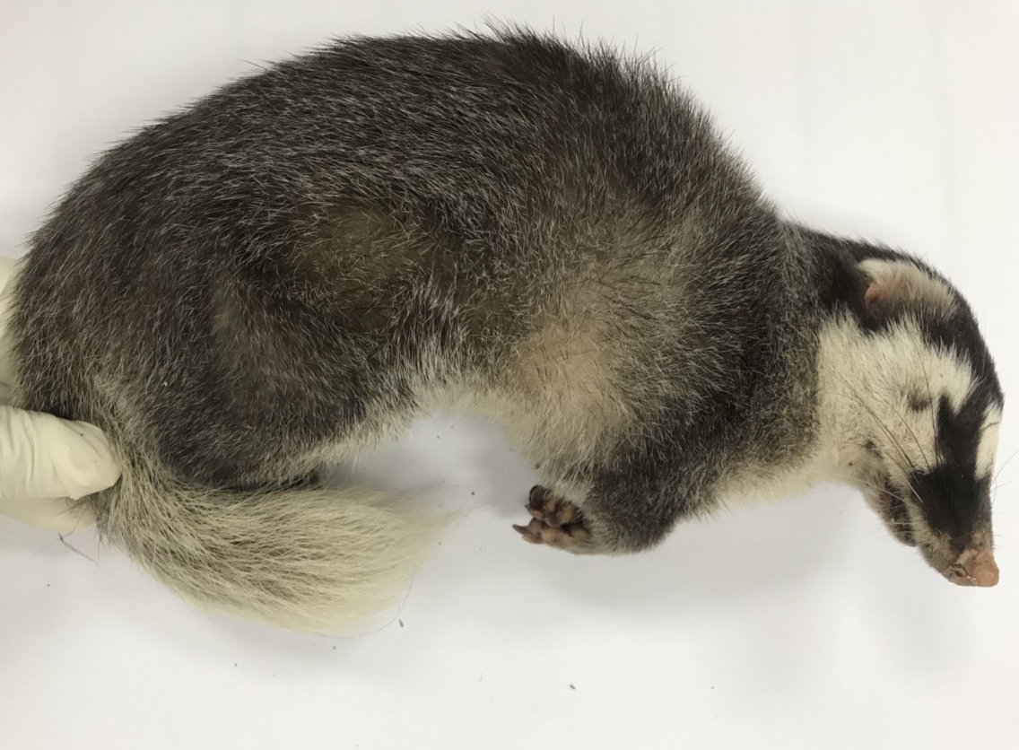 嘉義縣山區野生鼬獾咬傷民眾，經過檢測確認為狂犬病陽性。 嘉義縣政府/提供