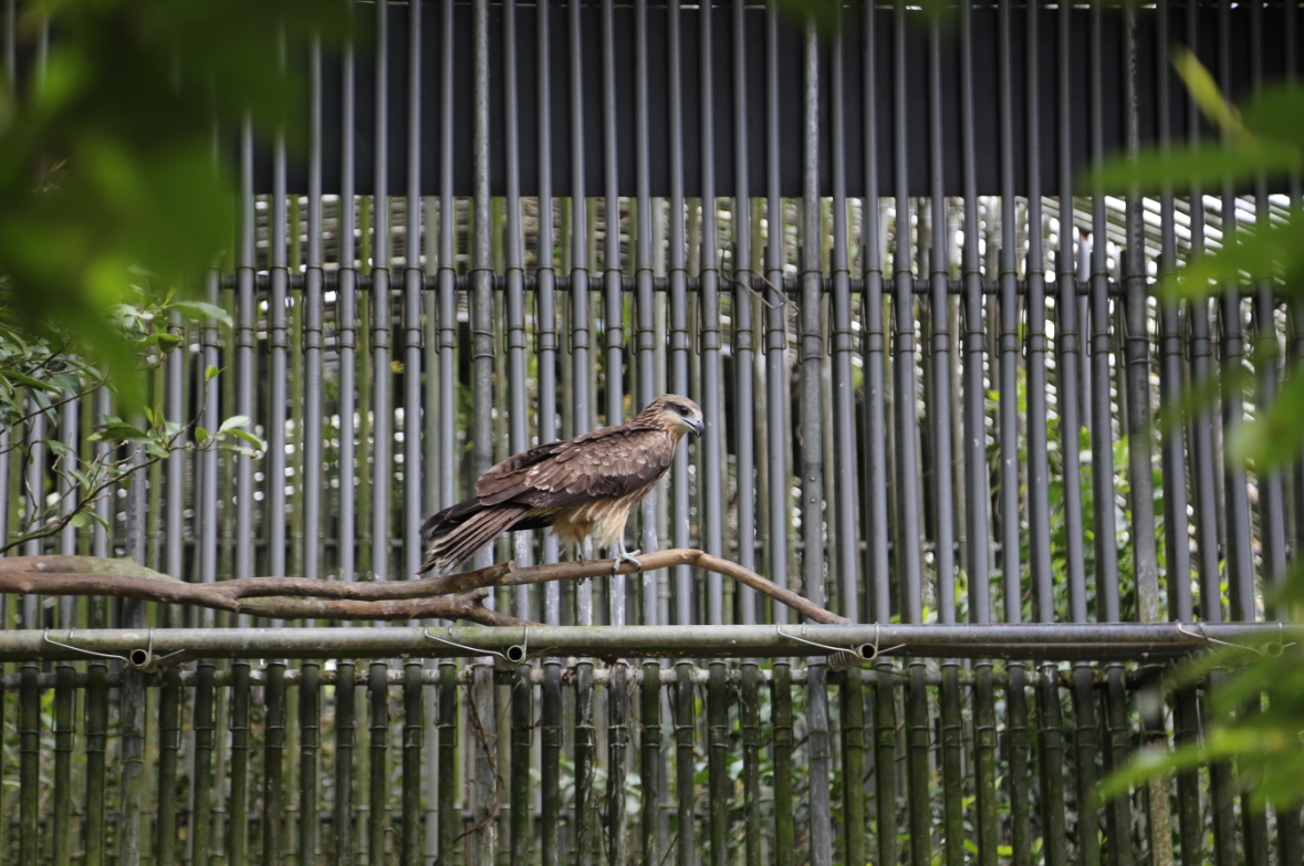 車禍受傷的黑鳶在動保處與民間單位台灣猛禽研究會合作之下，成功完成野放。 新北市動保處/提供