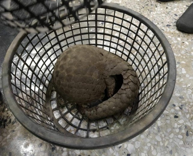 一隻保育類穿山甲在台東市區趴趴走,被熱心的民眾帶到派出所暫時安置。 台東警分局/提供