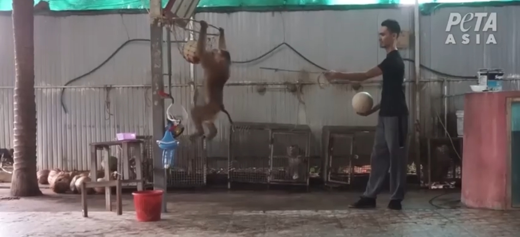 亞洲善待動物組織公布一段泰國馬戲團訓練猴子打籃球的影片。亞洲善待動物組織/提供