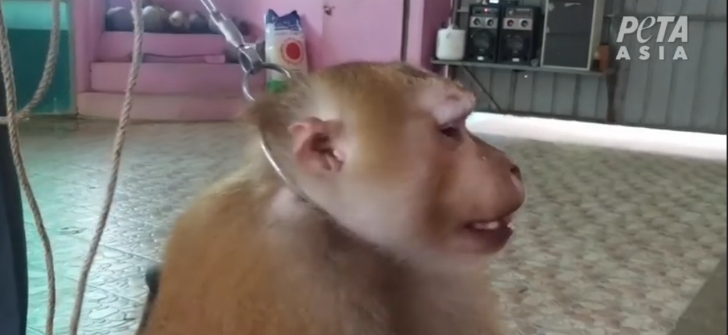 猴子被鐵鍊和金屬項圈緊緊勒住喉嚨。亞洲善待動物組織/提供
