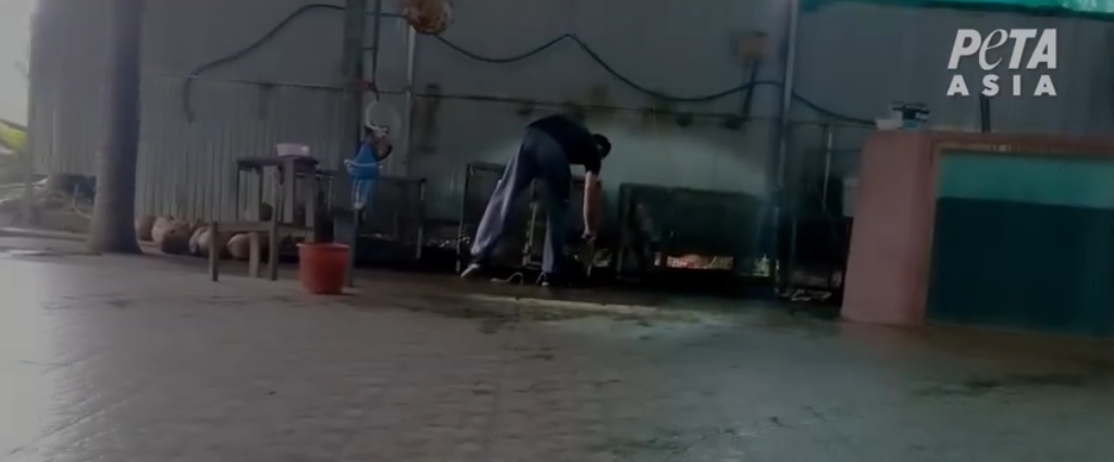 在沒有表演的時候,馬戲團猴子只能待在狹小的籠子裡。亞洲善待動物組織/提供