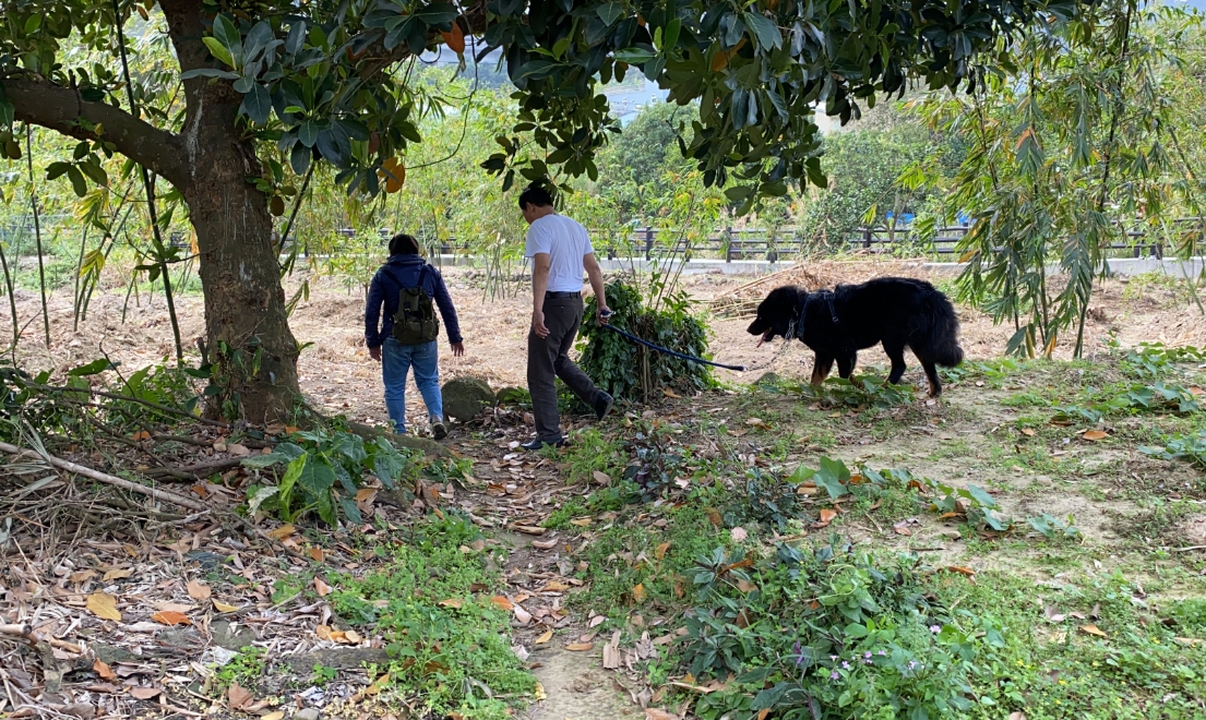  黃姓飼主將闖禍的獒犬帶回。 新北市動保處/提供