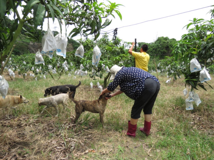 狗來富專案的犬隻在鄉間果園開心的過日子。 資料照片 高維奇/攝