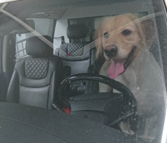 台北市有飼主將狗狗獨留在車內，遭動保處依法開罰2000元。 示意圖 台北市動保處/提供