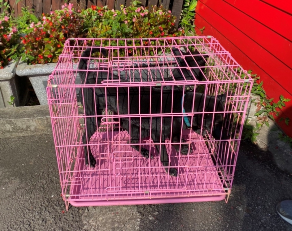 兩隻黑色米克斯被棄養在板橋動物之家門口。 新北市動保處/提供