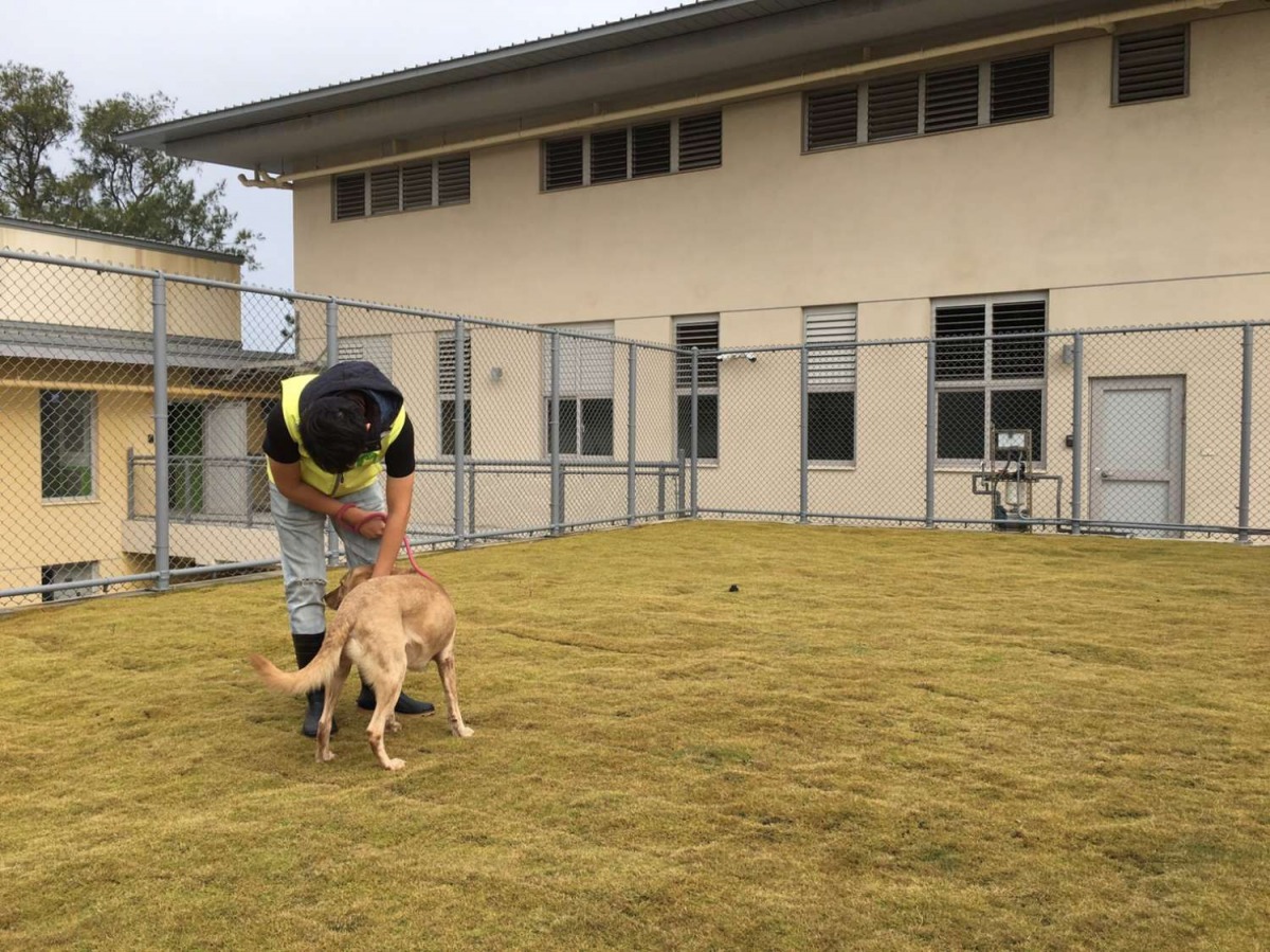 新竹動保園區頂樓也有鋪草皮供犬隻盡情運動。 新竹市政府/提供