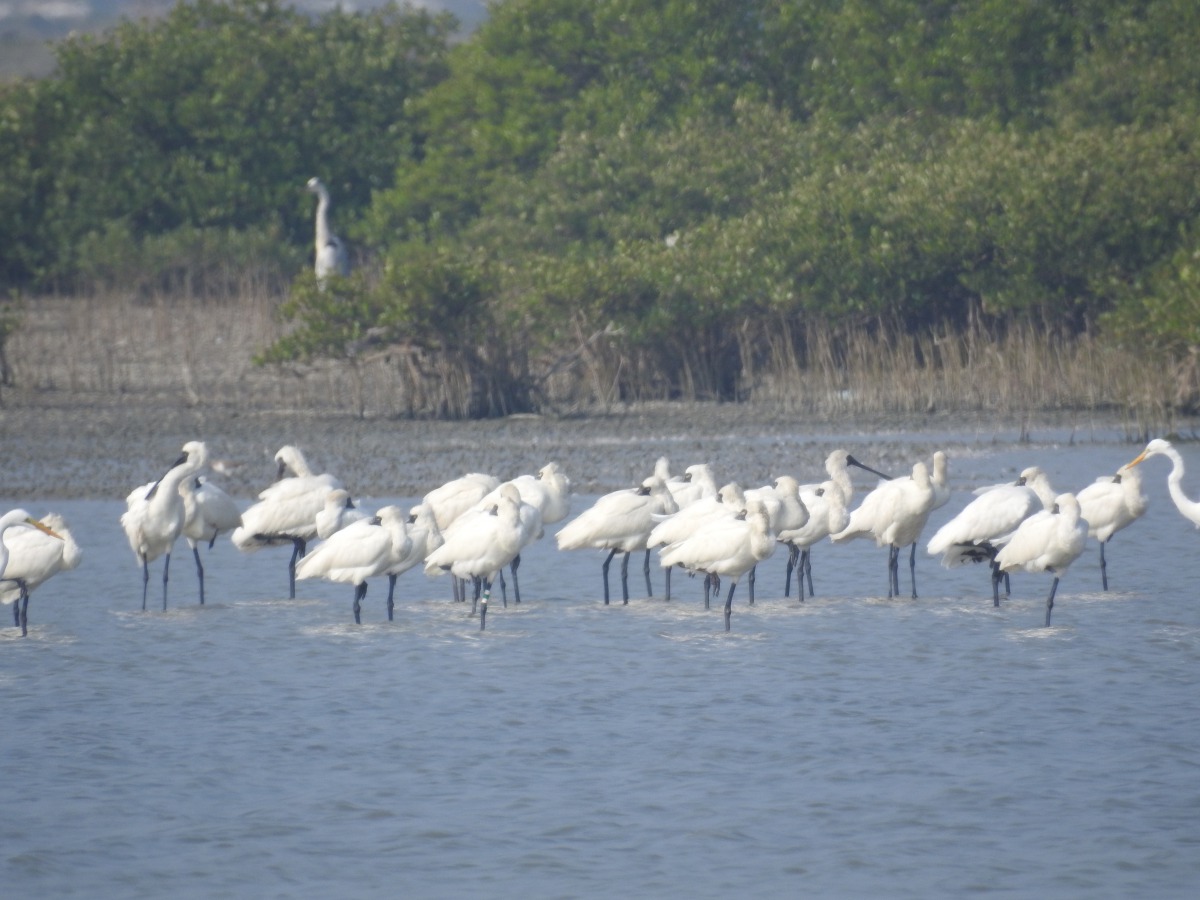 台南的溼地是黑面琵鷺重要的棲息地。 台南生態保護學會/提供