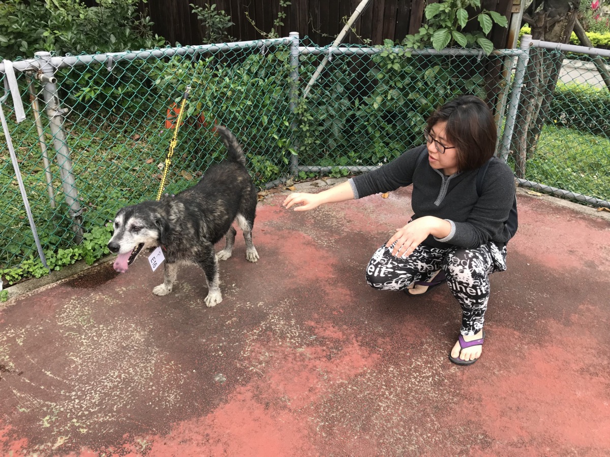 送養會有許多民眾前來跟狗狗互動。 姚崇仁/攝