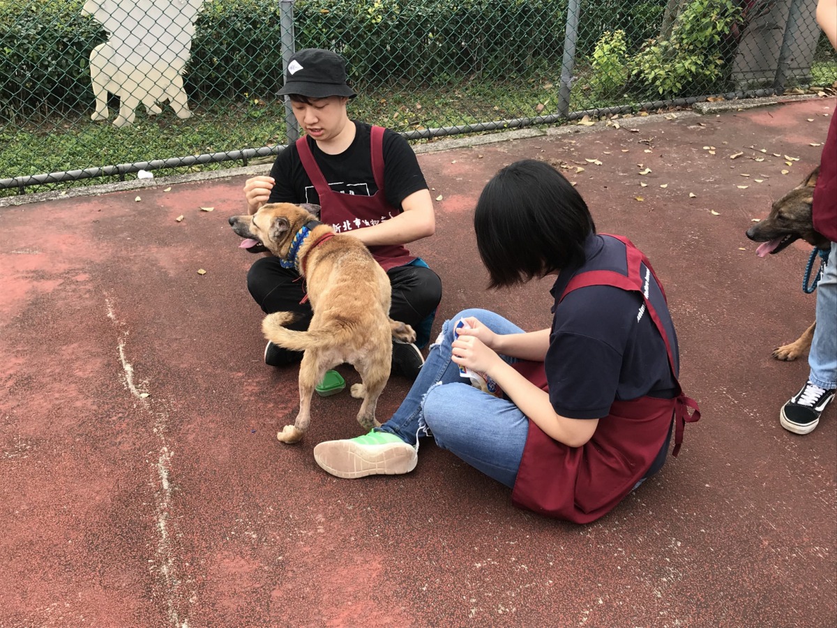 志工們細心照顧送養會的狗狗。 姚崇仁/攝