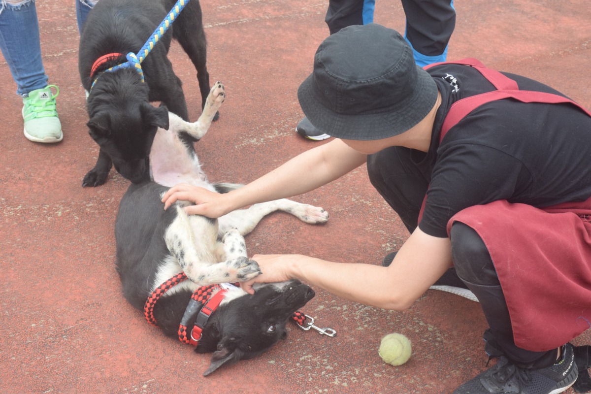 活潑的米克斯沒多久就跟志工開心玩耍。 姚崇仁/攝