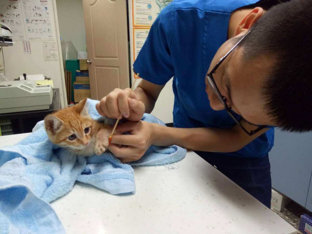 熱心的車主帶著受傷的貓咪前往動物醫院包紮。 新北市動保處/提供