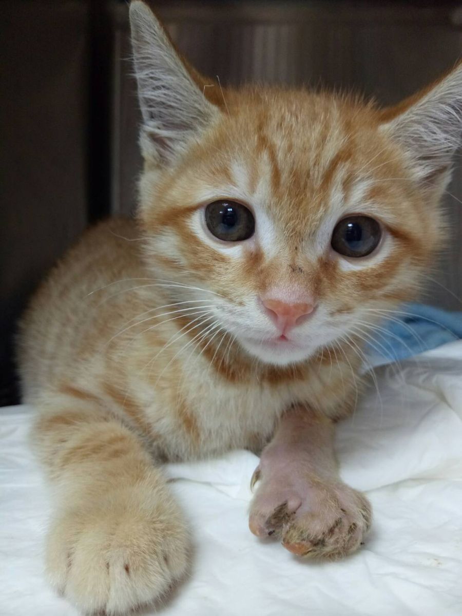 萌貓「劍客」已經痊癒並開放民眾認養，有興趣的民眾趕快帶牠回家吧。 新北市動保處/提供