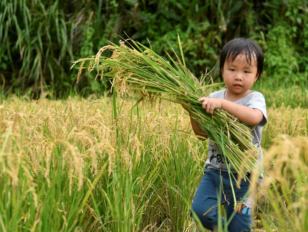 小朋友在石虎米農田體驗割稻。 苗栗縣政府/提供