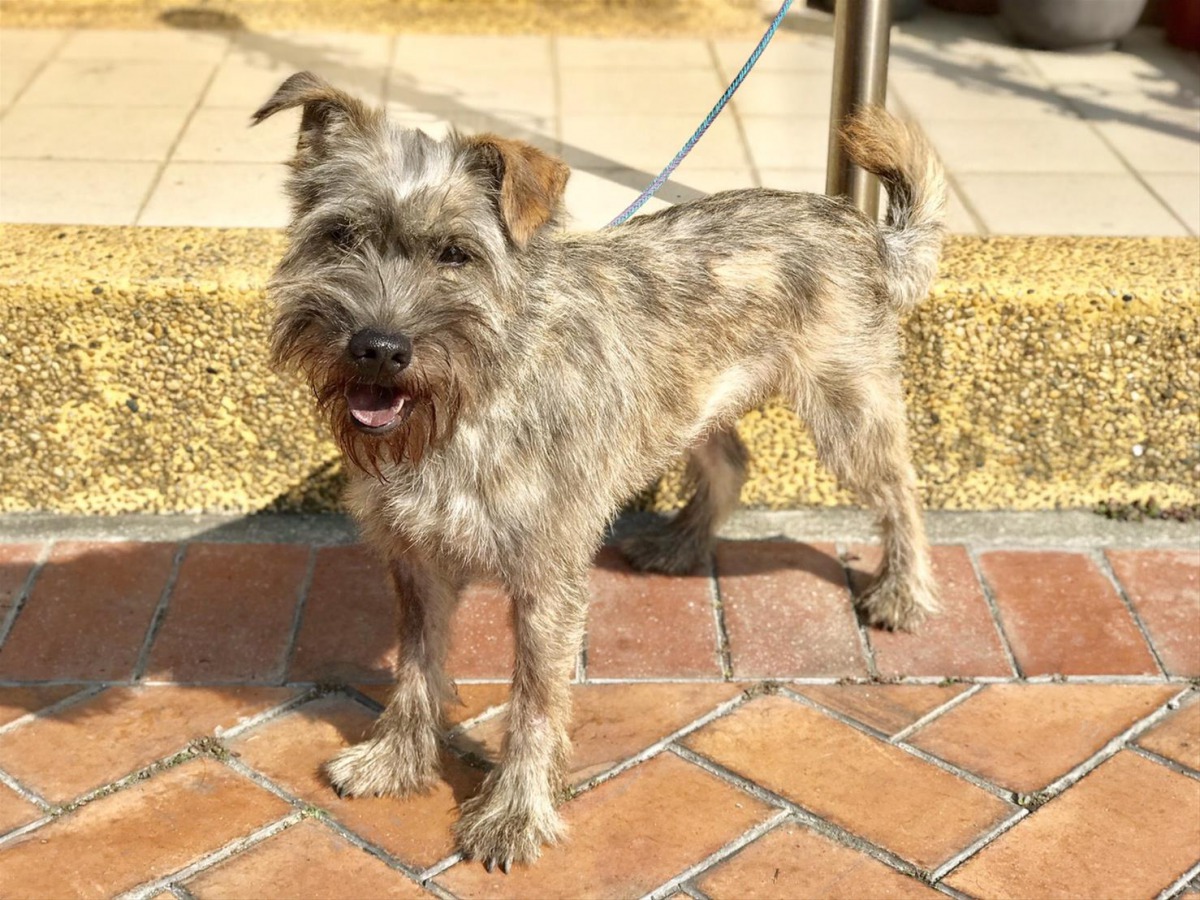 訓練有素的「歪歪」才剛開放認養就被民眾領養回家。 高雄市動保處/提供