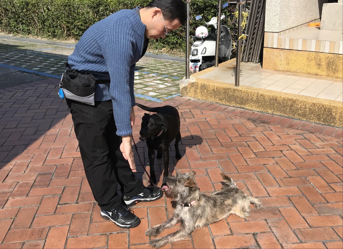 搜救犬隊幫浪犬特訓助牠順利找到家 社團法人中華民國保護動物協會