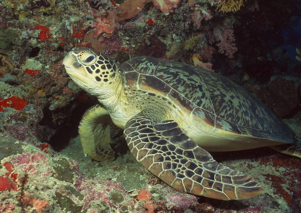 因為環境的破壞，導致綠蠵龜數量減少。 取自網路