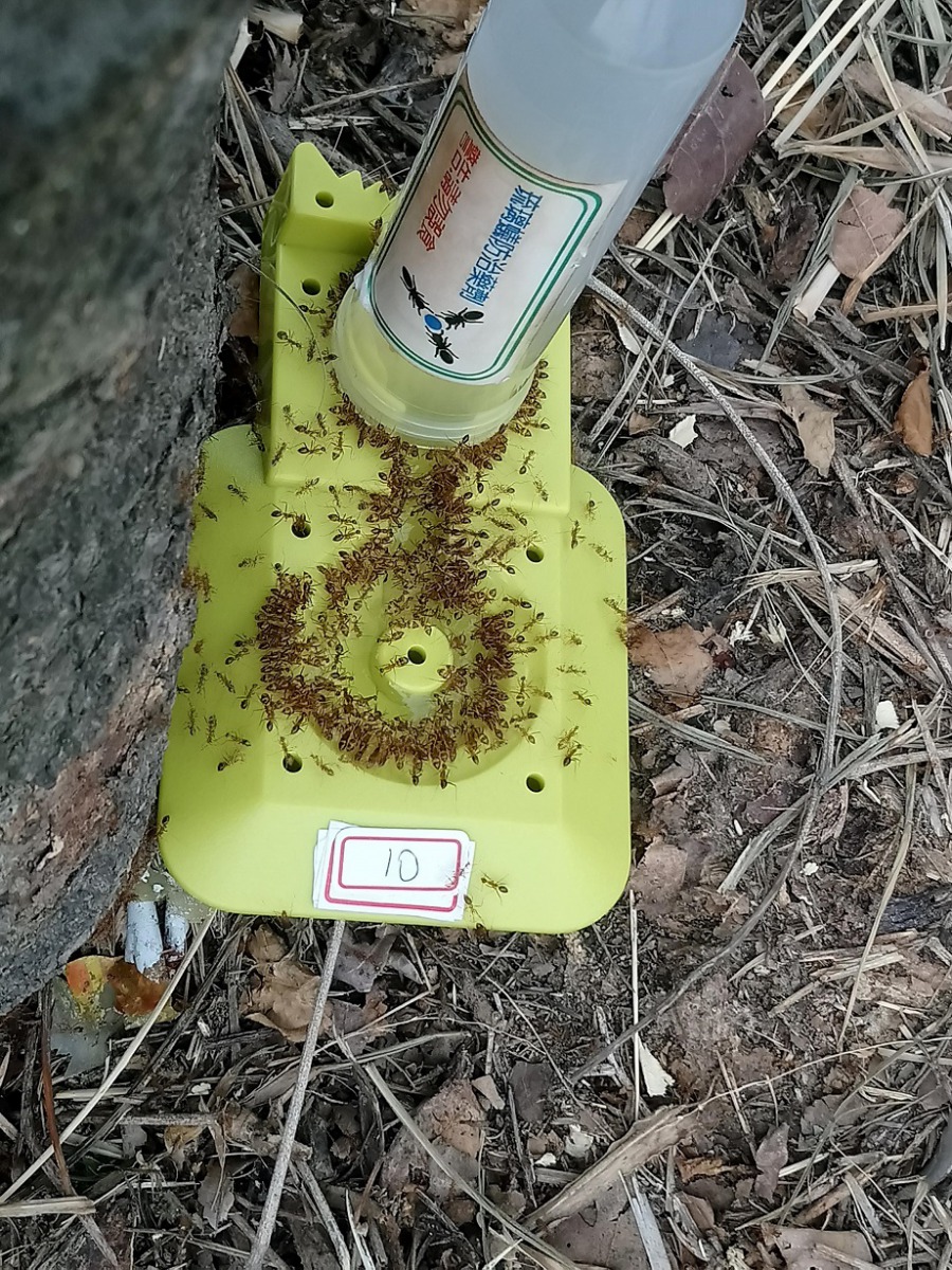 農業局放置含有硼砂的餌劑來防治黃瘋蟻。 台中市農業局/提供