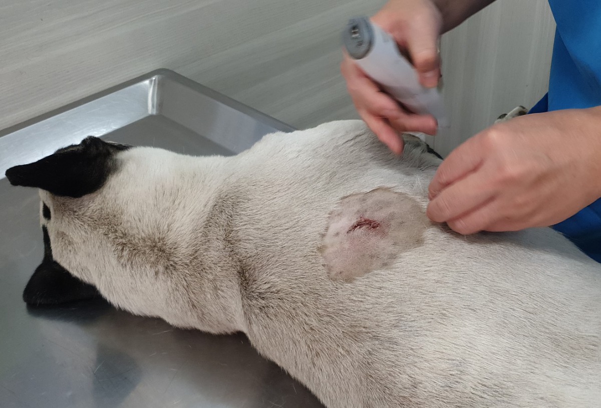 受傷的浪犬身上有多處槍傷，所幸並無大礙。台灣動物緊急救援小組/提供