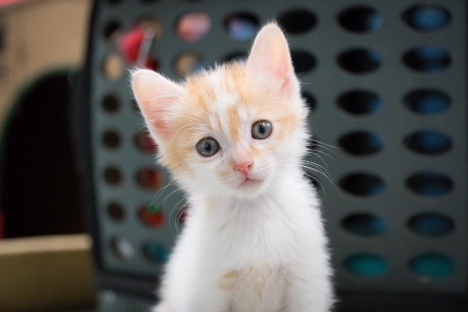 貓咪被列為特定寵物後，各家寵物業者必須重新換證才能營業。 新北市動保處/提供