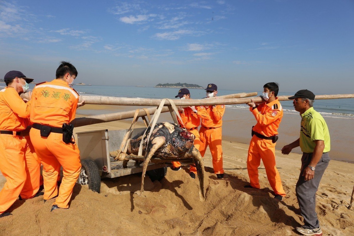 岸巡人員合力搬運革龜。 金門縣政府/提供