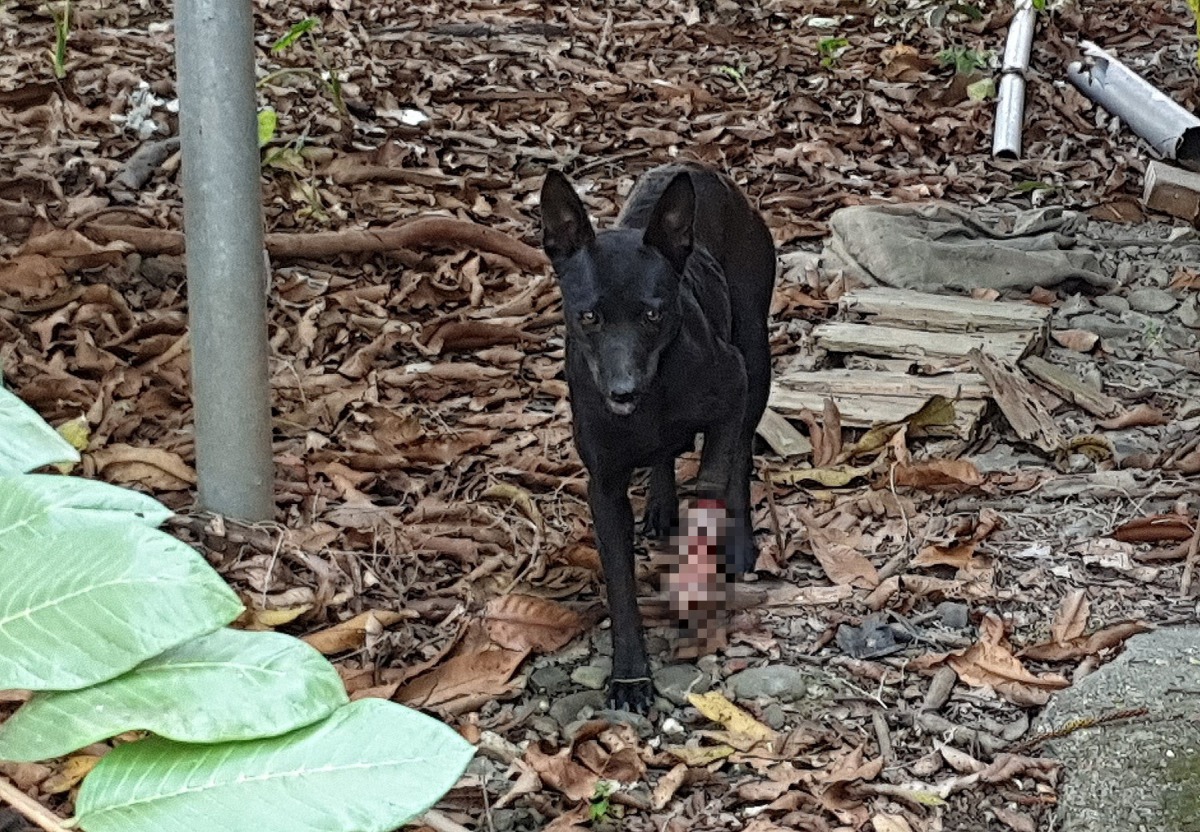 位於南投的通報人在同一地點連續發現2隻遭捕獸鋏夾傷的浪犬。台灣動物緊急救援小組/提供