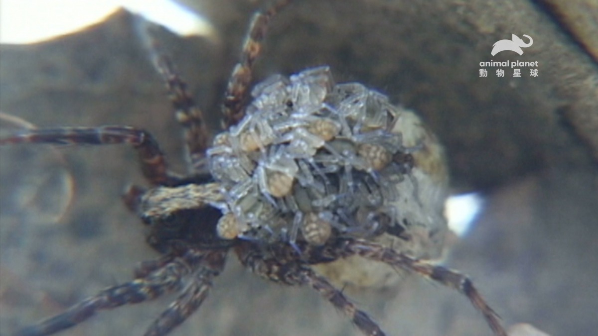 一隻狼珠媽媽大約會背著100隻狼珠寶寶。 動物星球/提供