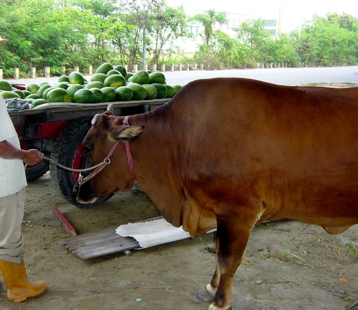 台灣的動保一開始是為了保護牛車的牛隻。 示意圖 蕭士塔/攝