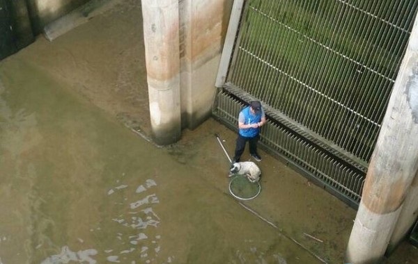動保員涉險進入抽水站救援。新北市動保處/提供