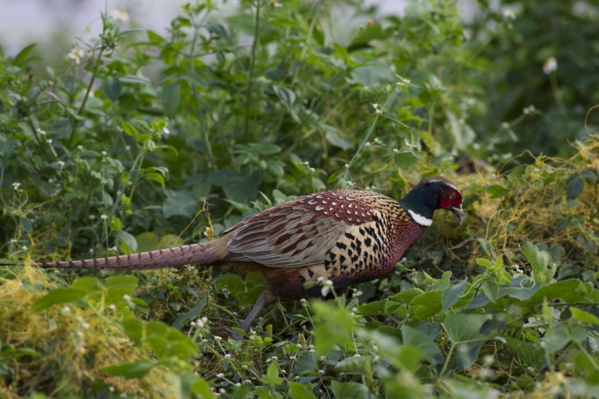 洲仔溼地也吸引環頸雉前來棲息。台灣濕地保護聯盟/提供