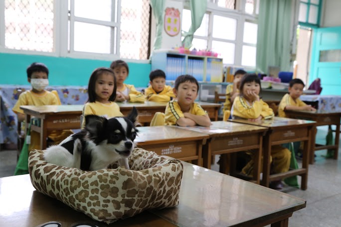 文聖國小校園犬「小V」陪伴孩童一起上課,藉此培養愛護動物的觀念。 新北市動保處/提供