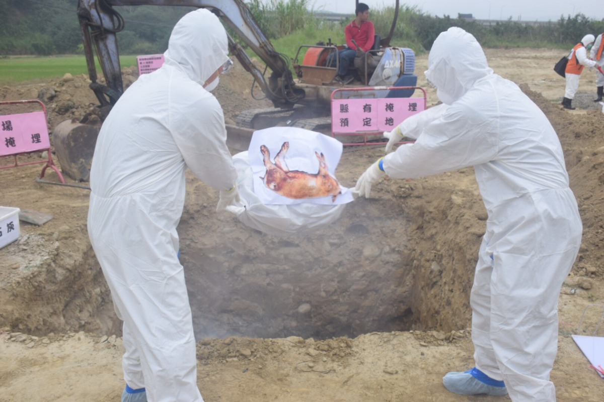 模擬疫情發生後的掩埋豬隻作業。 姚崇仁/攝