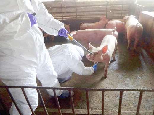 金門縣防疫所完成豬屍周圍豬場的採樣工作，檢驗非洲豬瘟均為陰性。 金門縣動植物防疫所/提供