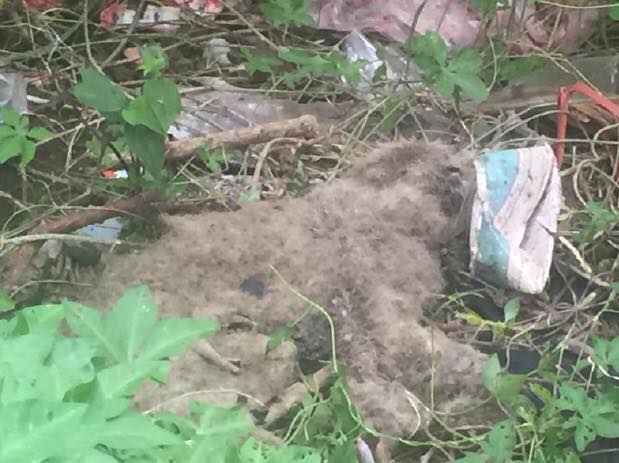 屋主在「貓爺爺」租屋處外驚見貓屍。翻攝/黃敬平議員臉書