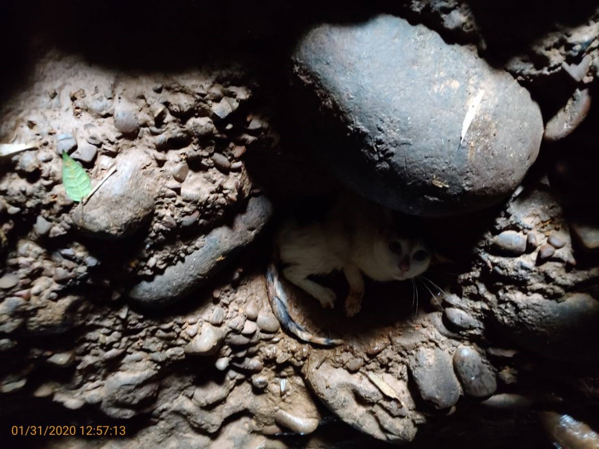 這個月初被發現受困在古井內的小貓咪。 新北市動保處/提供