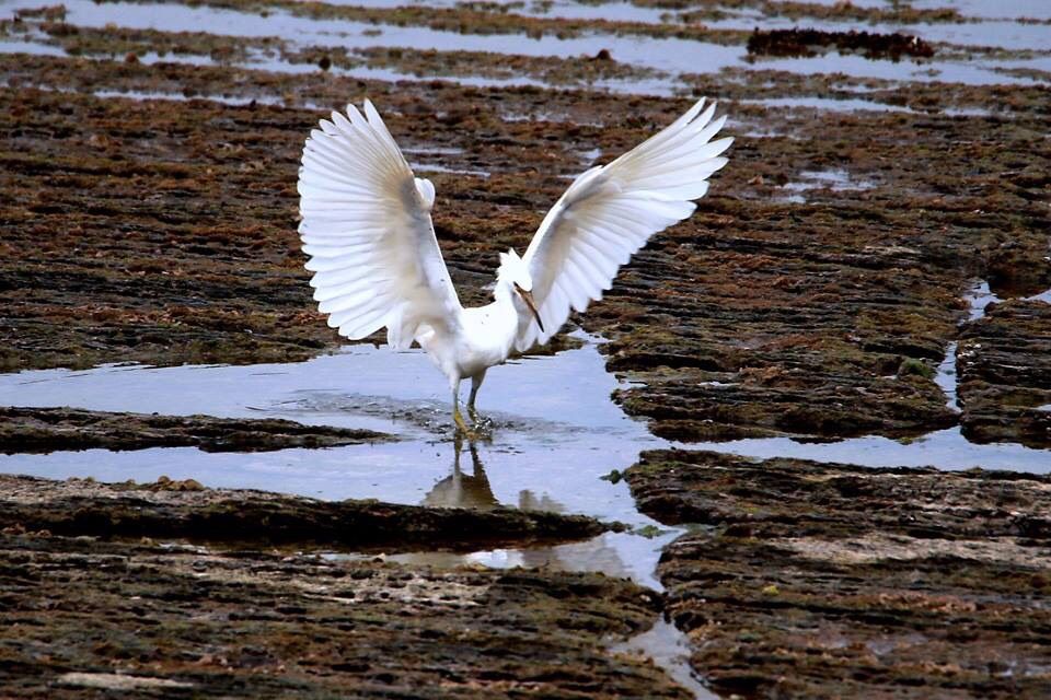 白色型的岩鷺相較於黑色型岩鷺個體數量較少。 拍鳥俱樂部成員王文德/提供