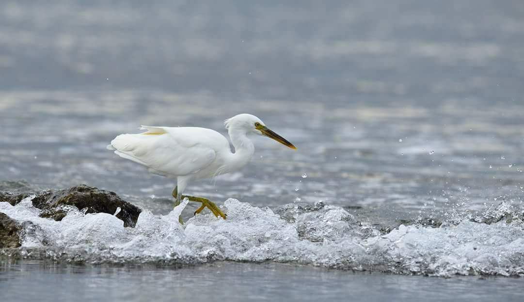 體長約62公分的岩鷺顧名思義棲息岩石的海濱。 拍鳥俱樂部陳永泉/提供