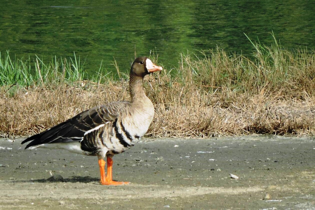 來台度冬的稀有候鳥白額雁。 嘉義林管處/提供(黃月英/攝)