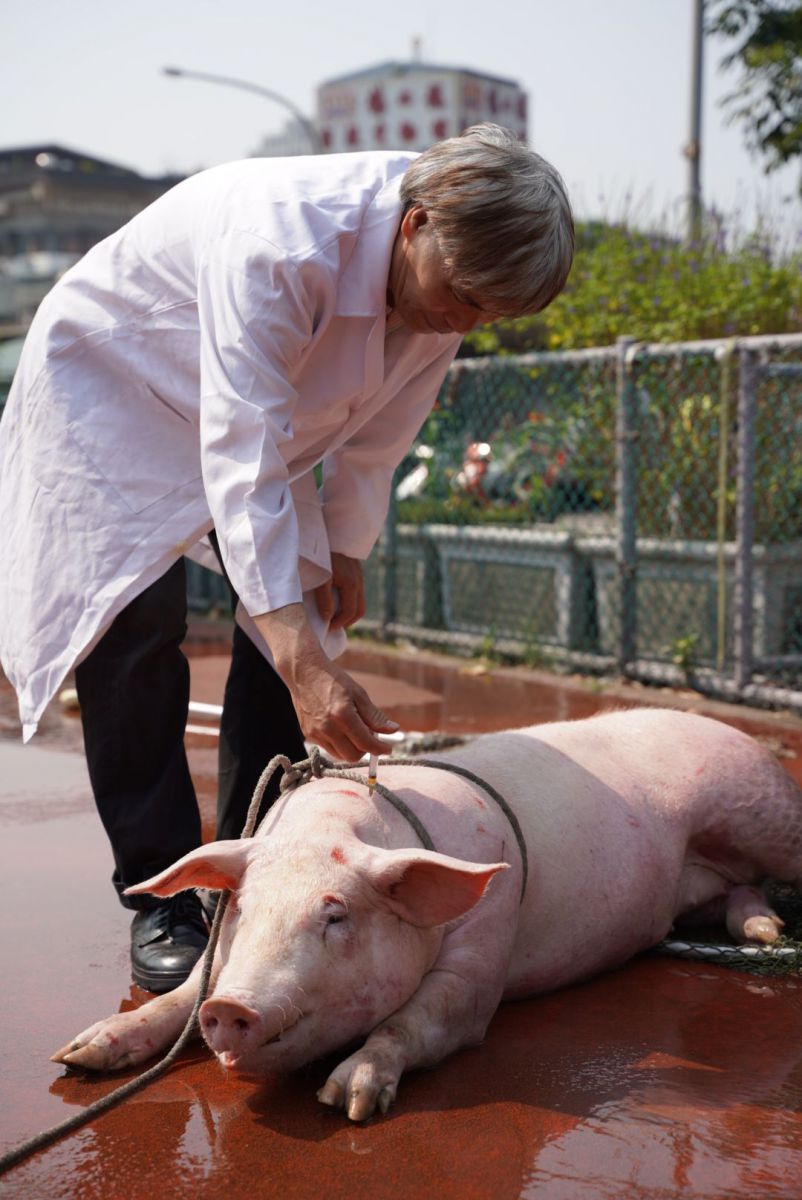動物之家獸醫師替豬隻進行醫療處理。 新北市動保處/提供