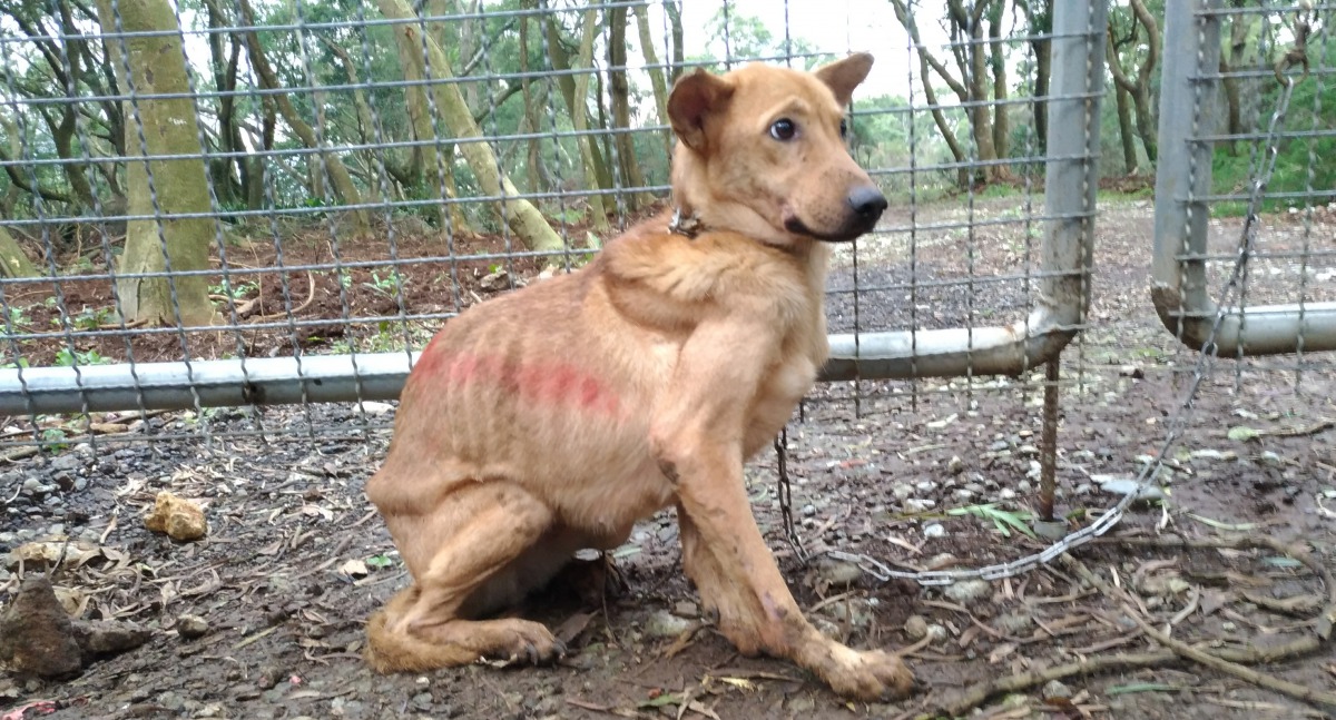 被救援出來的犬隻將安置在收容所並開放民眾認養。 TSPCA/提供