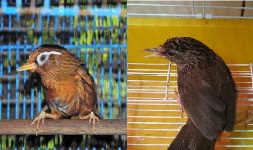 中國畫眉與台灣畫眉主要差異在於眼周有無白色眉紋。 台灣動物新聞網資料照片 新北市動保處/提供