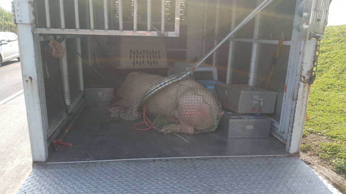 動保處派員救援豬隻。 新北市動保處/提供