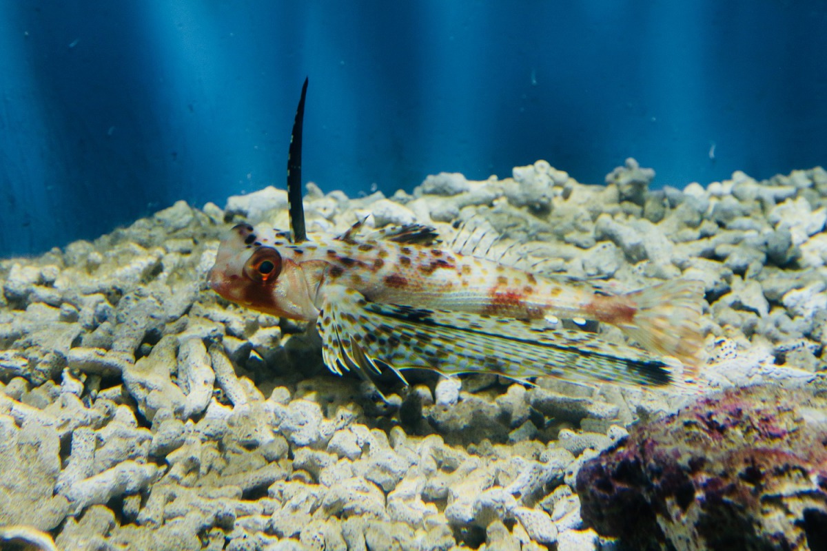 屏東海生館的新成員「東方飛角魚」。 屏東海生館/提供