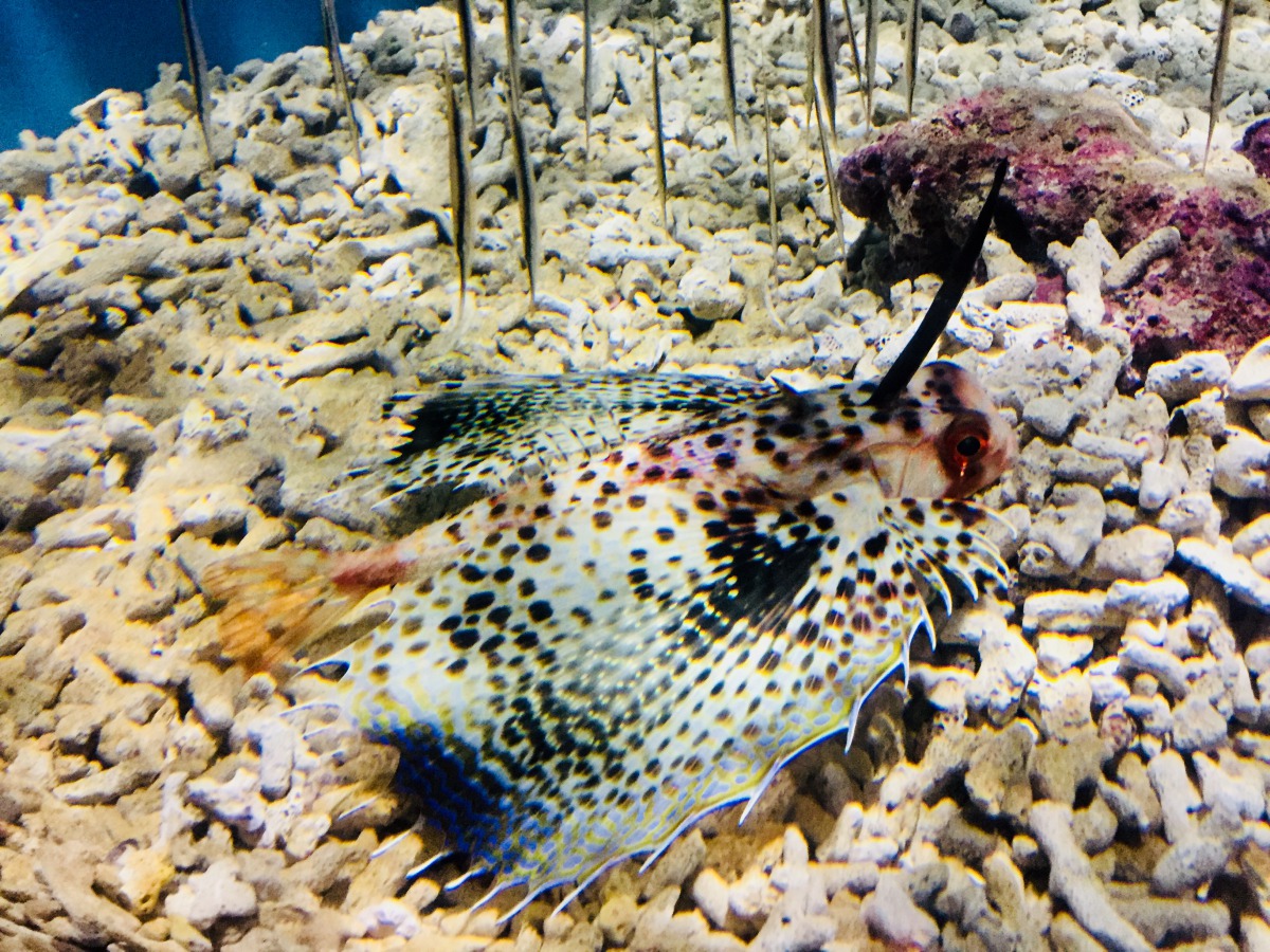 東方飛角魚的外型特徵為像翅膀般的胸鰭。 屏東海生館/提供