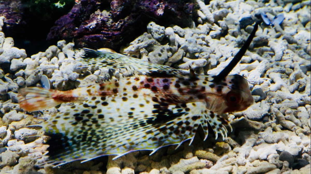 東方飛角魚的豹紋斑點也是令人迷人的地方。 屏東海生館/提供